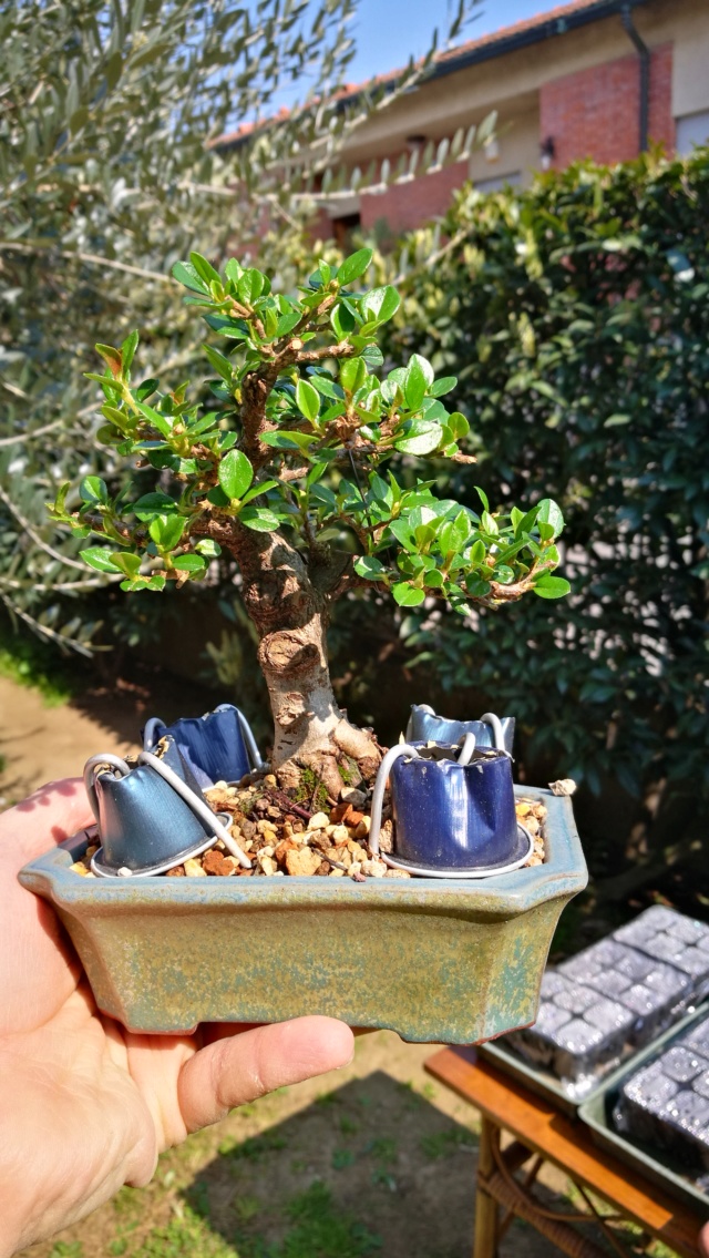 cotoneaster horizontalis futuro bonsai - Pagina 2 Img_2055