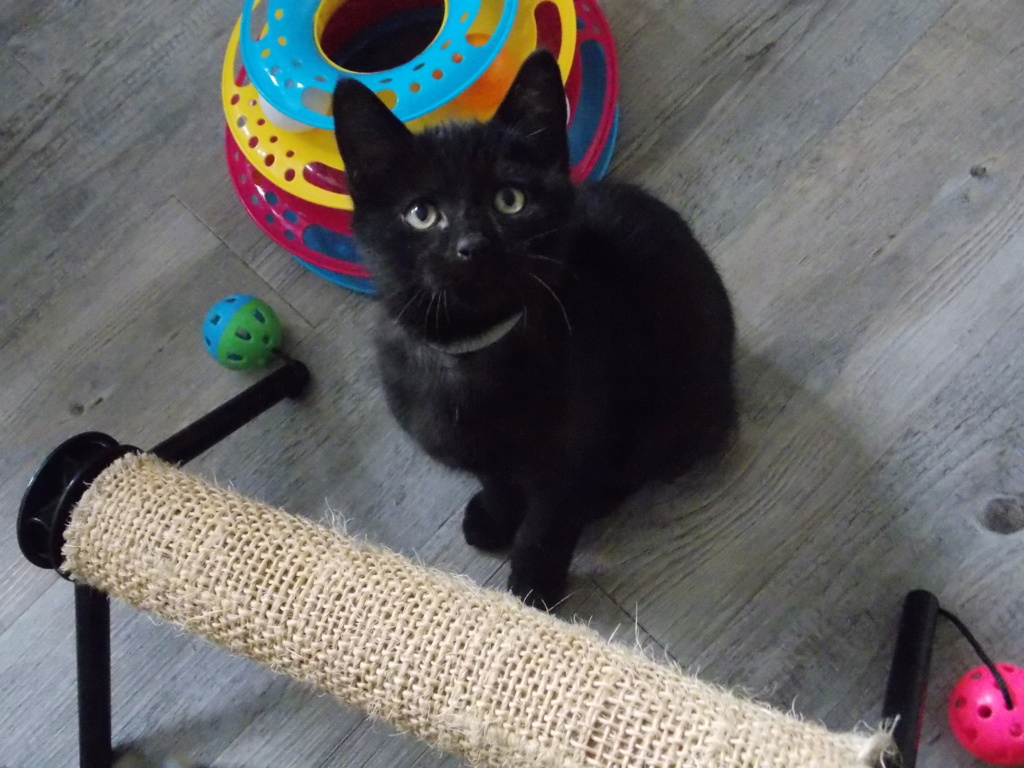 SOHO, chaton noir né le 24/08/2021 Dscn0051