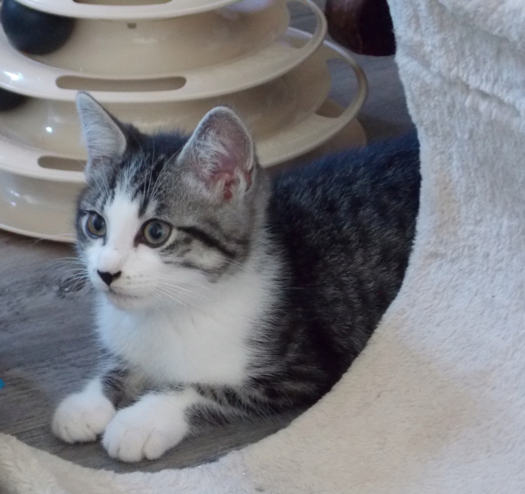 ROMEO, chaton gris tabby et blanc, né le 2/04/2020 Dscn0137