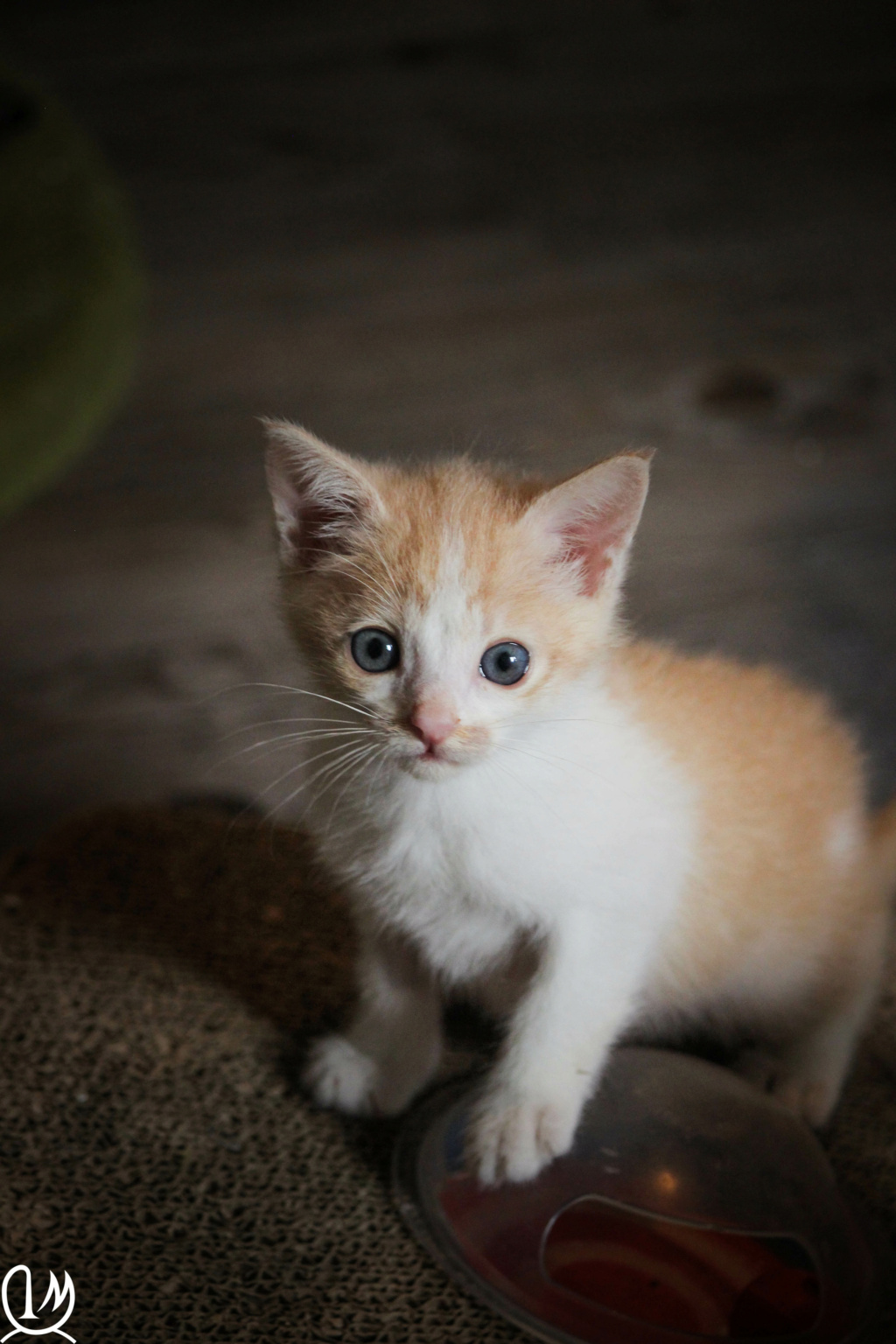 SCOTTY, chaton blanc beige, né le 10/08/21  Img_1228