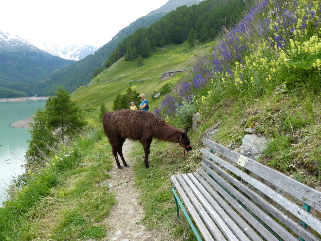 Val Venosta - Südtyrol P1070023