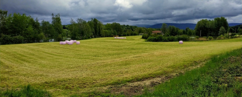 Mes balades dans les 1.000 étangs  ( Vosges )  Rose10