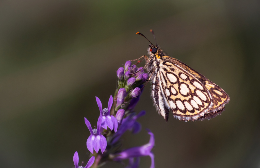 Papillonade  P1580120