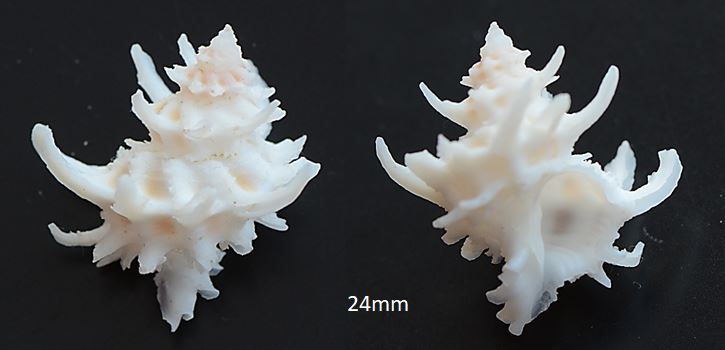 Babelomurex_cf_spinosus (Hirase_1908) Latiax10