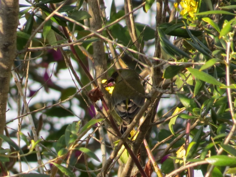 Oiseaux d'Espagne (aide ID svp!) Img_0712