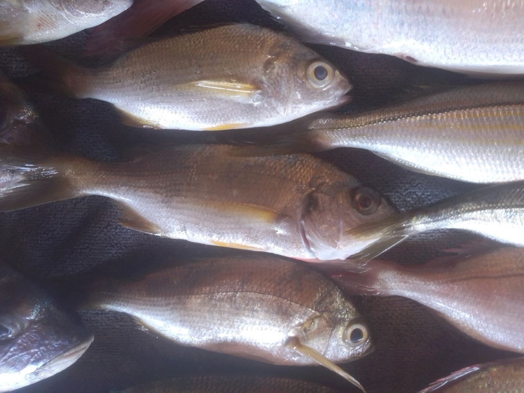 nouveaux Poissons (Pomadasys incisus famille des Haemulidae) Poisso10