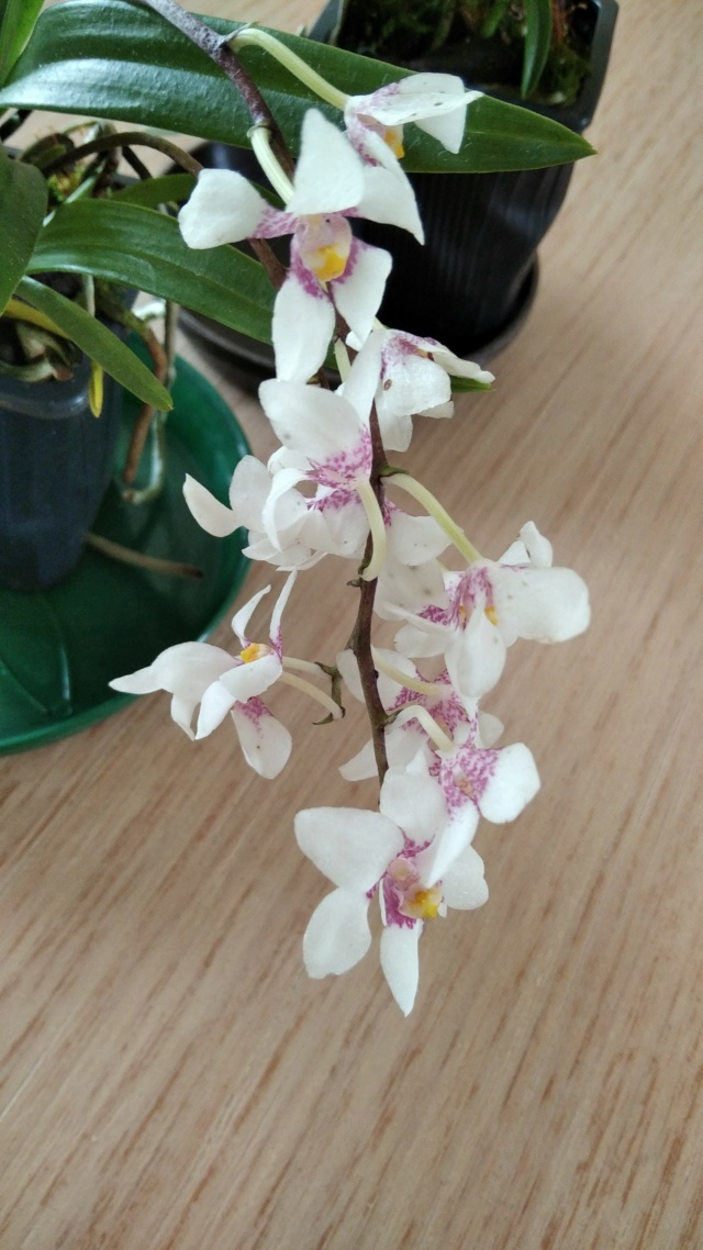 Orchideen-Neuzugang 2 - Seite 38 16838611