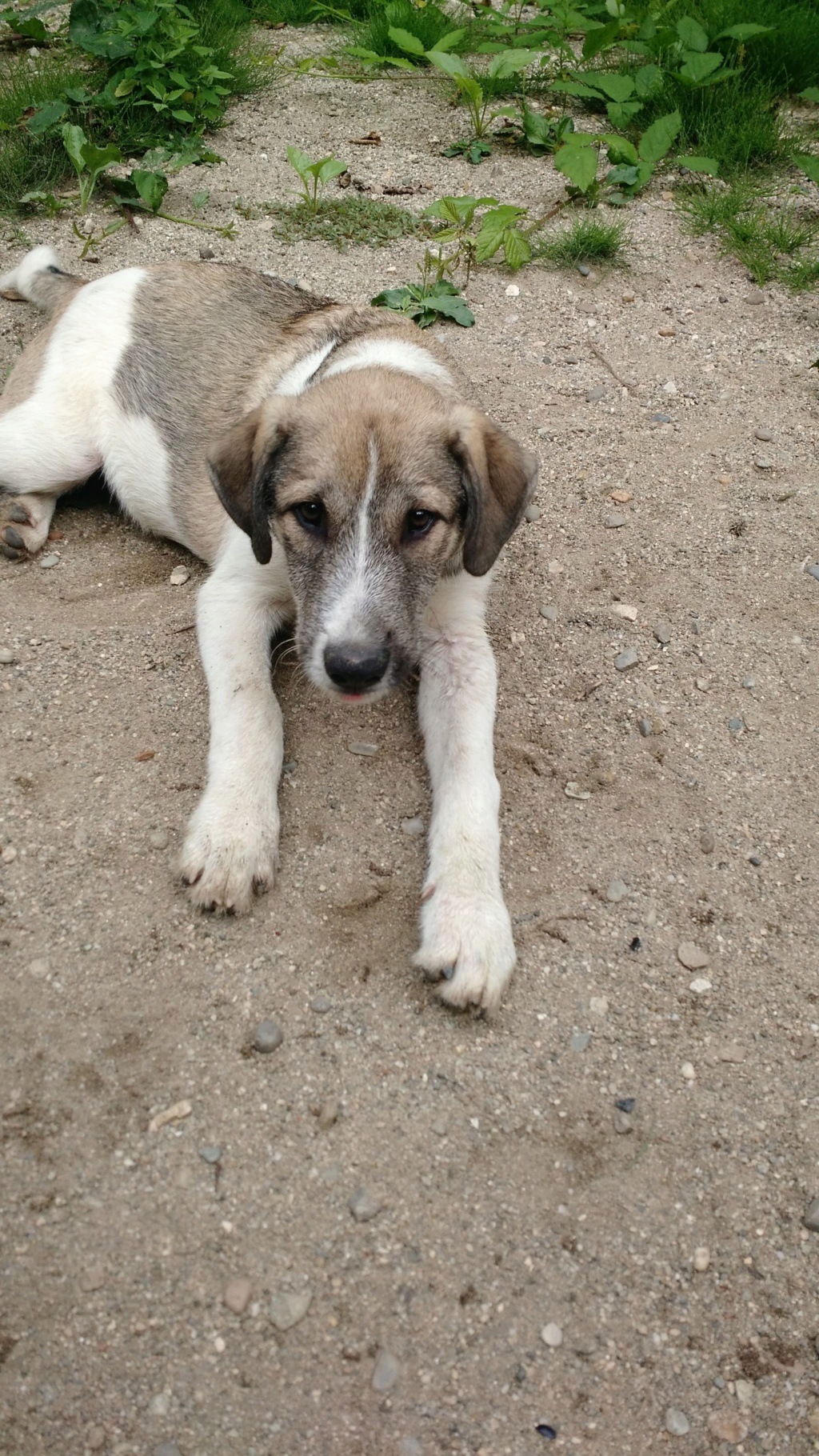 YANN ,M-X ,né 04/2018, sera moyen/grand (ORASTIE/RUE)- Fratrie 4 chiots -Prêts à rentrer- 40694610