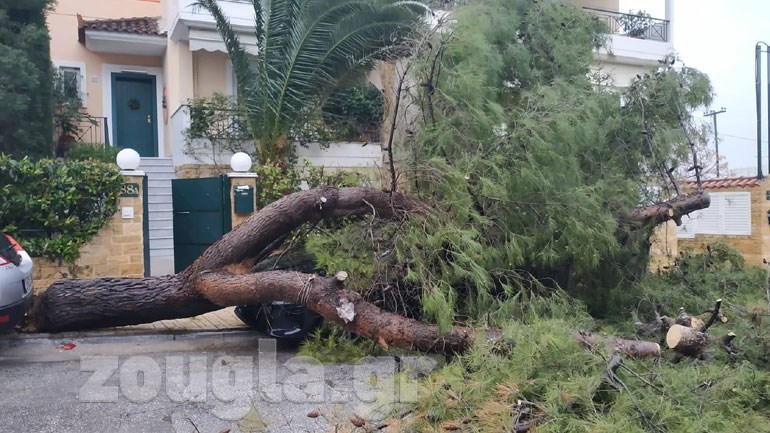 Βριλήσσια - Δέντρο έπεσε πάνω σε ΙΧ στα Βριλήσσια 213