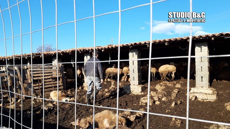Τσακάλια κατασπάραξαν κοπάδι με πρόβατα στην Αργολίδα 25996410