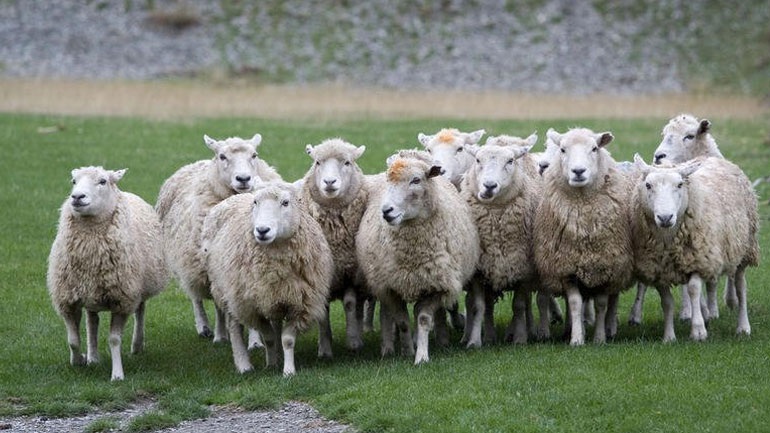 Βγάζουν σε ηλεκτρονικό πλειστηριασμό 200 πρόβατα 26133810