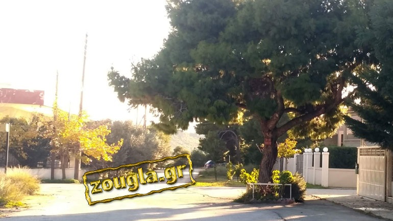 Κάτοικος Λουτρακίου καταγγέλλει: Δέντρο στη μέση του δρόμου εδώ και χρόνια! 26199011