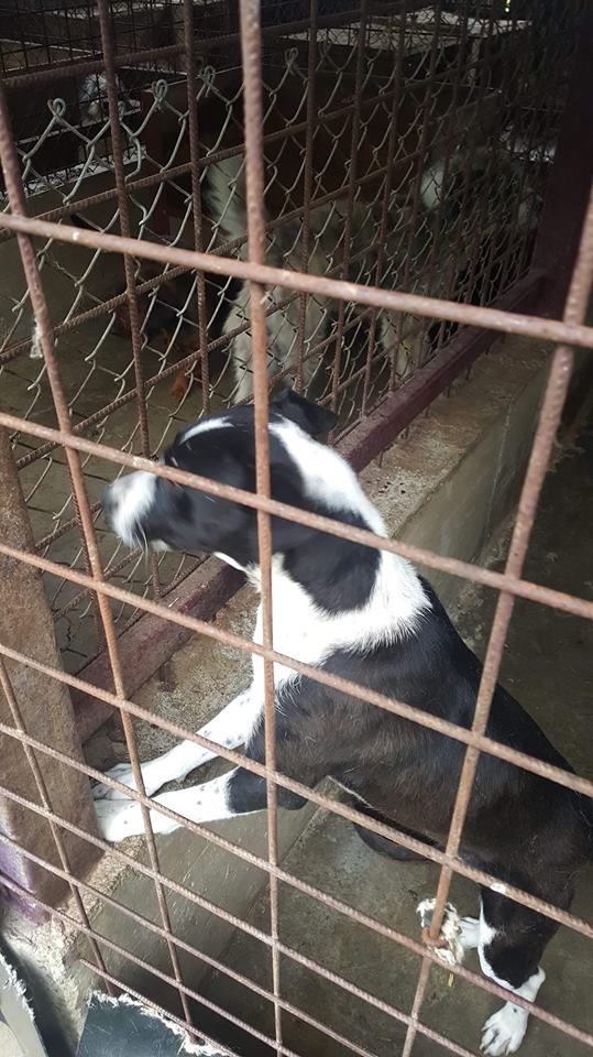 URGENCES CHIENS ET CHATS D ORASTIE - ROUMANIE -2018 à 2020 - Page 3 37040310