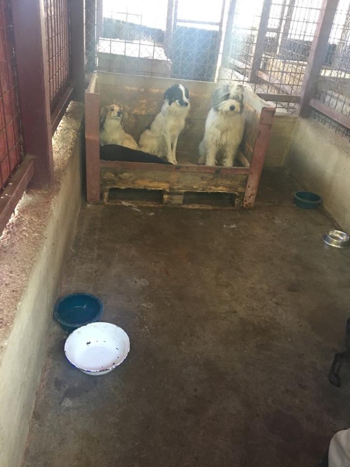 URGENCES CHIENS ET CHATS D ORASTIE - ROUMANIE -2018 à 2020 - Page 3 37058810