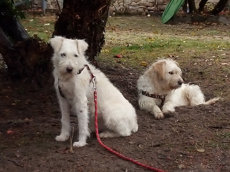 EMMA, F-X, 20KG(ORASTIE/RUE) - Adoptée via le Refuge GALIA - Page 2 512