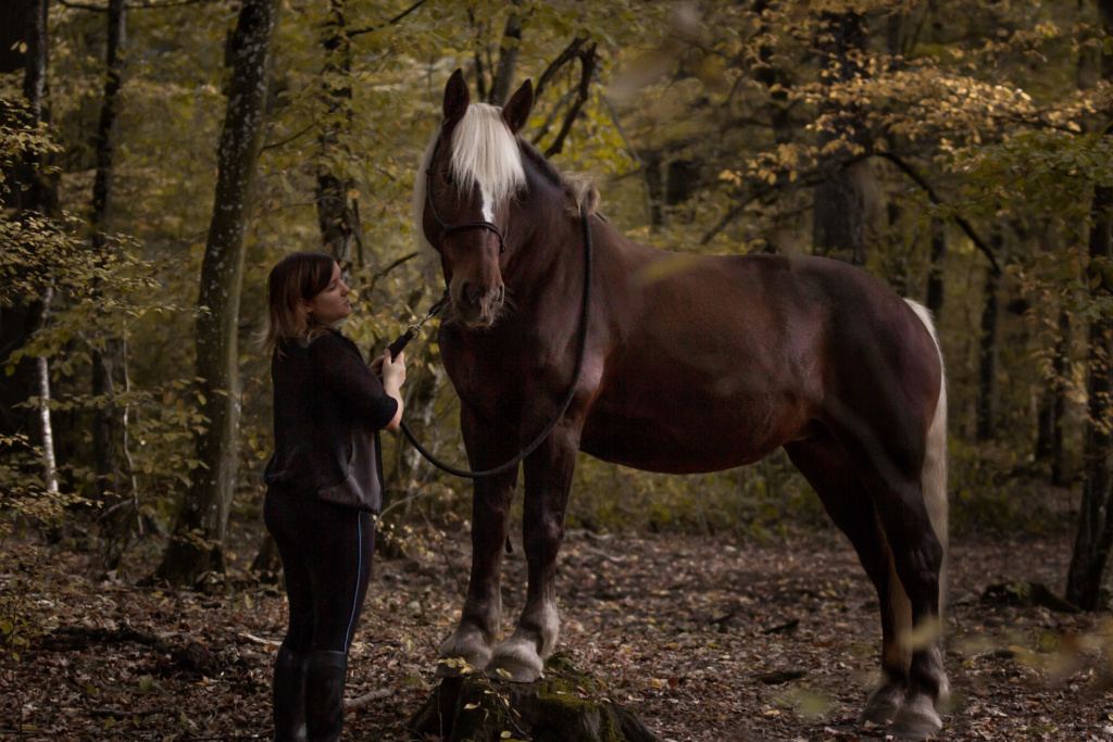 (Dept 87) FALCO DES FONTS - Percheron PP - Sauvé par Amandine_Framboise (Décembre 2015) - Page 24 1010