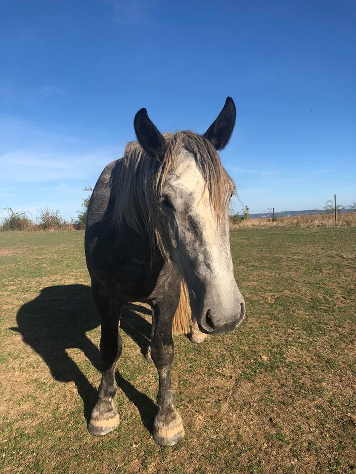 (Dept 87) FALCO DES FONTS - Percheron PP - Sauvé par Amandine_Framboise (Décembre 2015) - Page 24 42572511