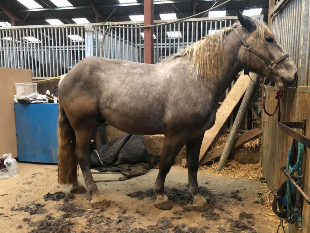 (Dept 87) FALCO DES FONTS - Percheron PP - Sauvé par Amandine_Framboise (Décembre 2015) - Page 24 50603610