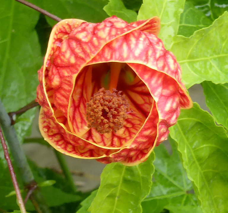 abutilon striatum  A110