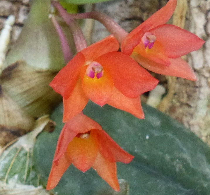 Cattleya cernua (sophronitis) Cernua10