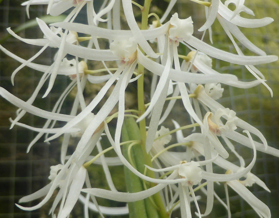 Dendrobium wassellii  Den12