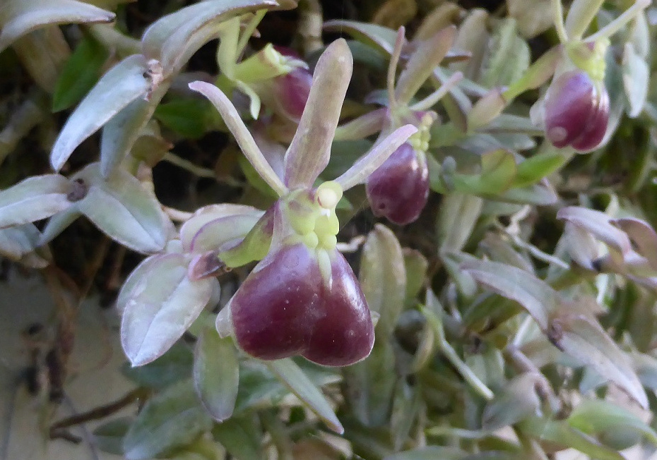 Epidendrum porpax  Epi110