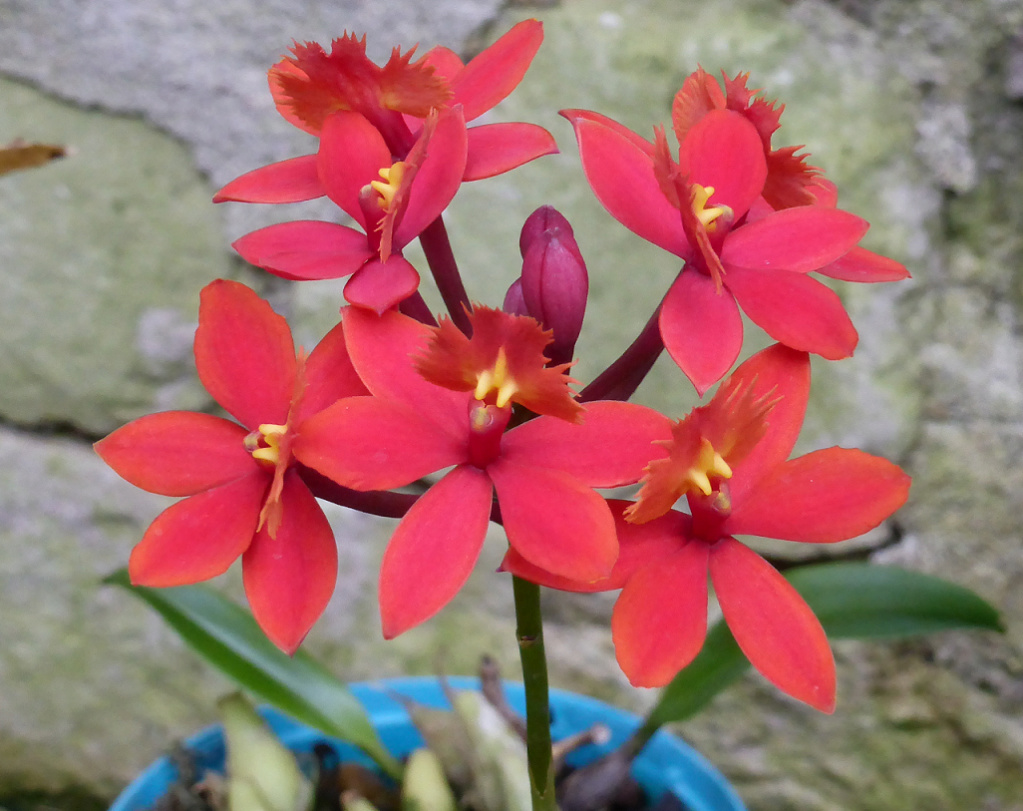 epidendrum ibaguense hybride  Iba10