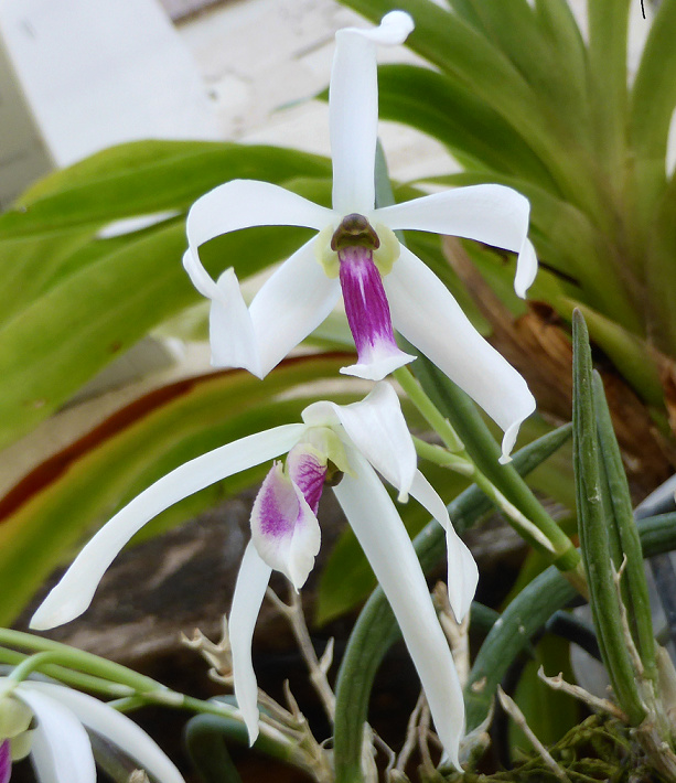 Leptotes bicolor Lep110