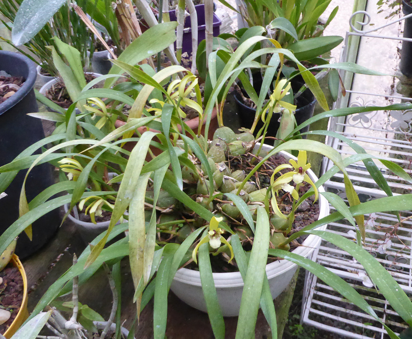 Maxillaria porphyrostele Max210