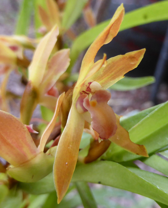 Maxillaria multicaulis Maxi11