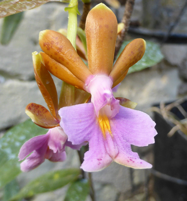 Epidendrum pinniferum  Oer10
