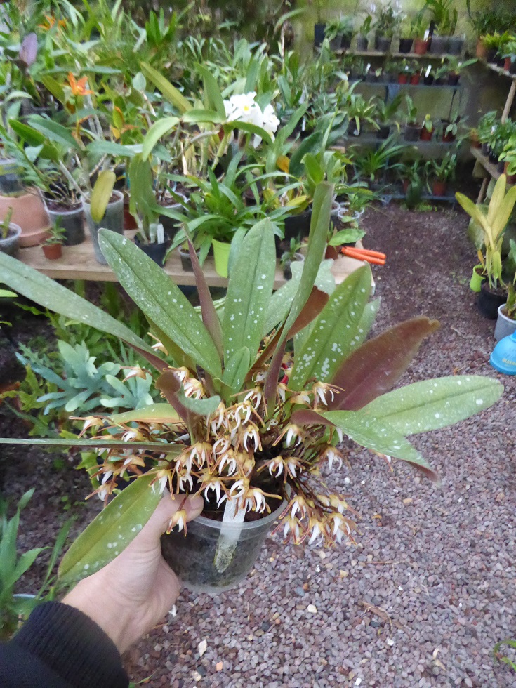 Maxillaria pseudoreichenheimiana P1150117