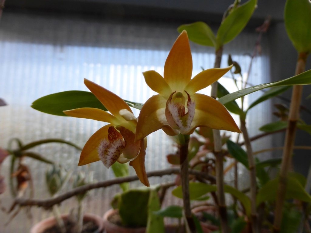 Dendrobium fleckeri  P1150616