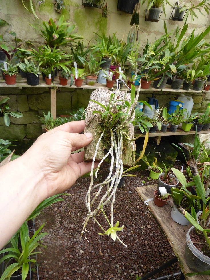 Dendrobium tosaense P1150715