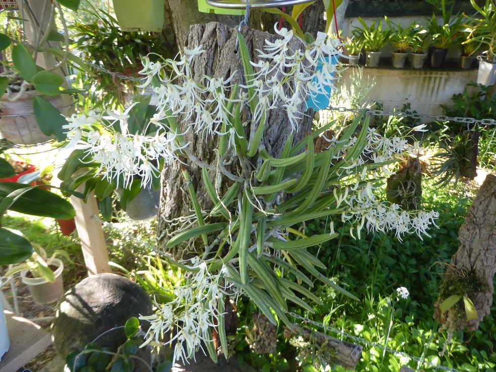 Dendrobium wassellii (Dockrillia wassellii) P1160511