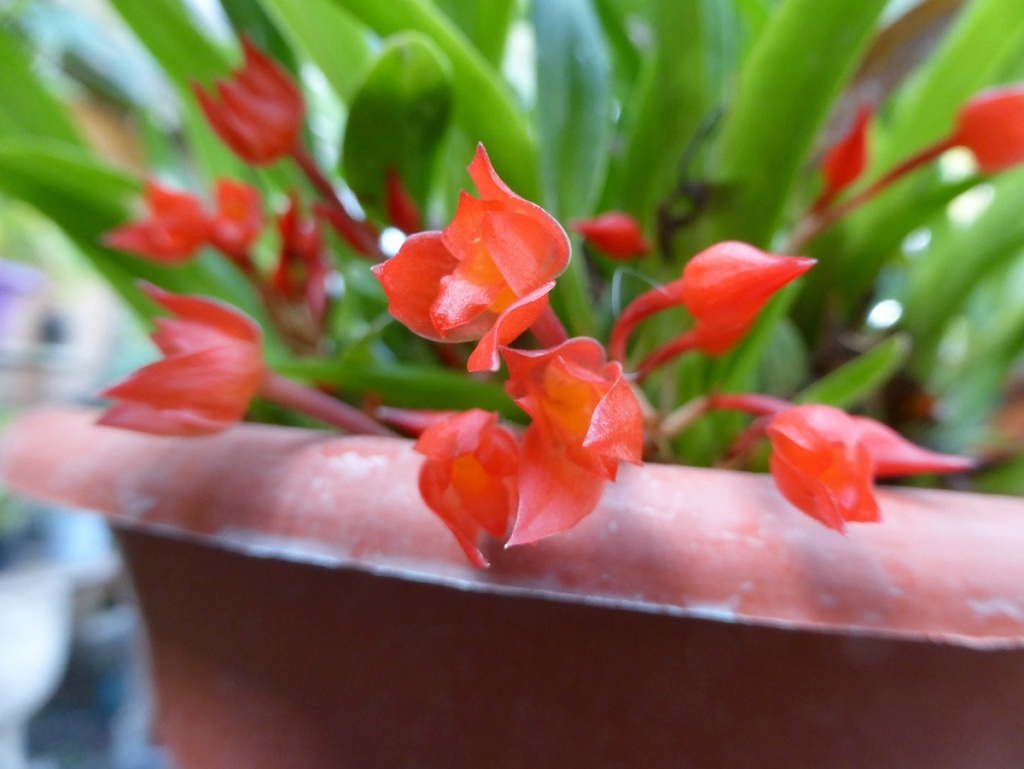 Maxillaria coccinea P1190918