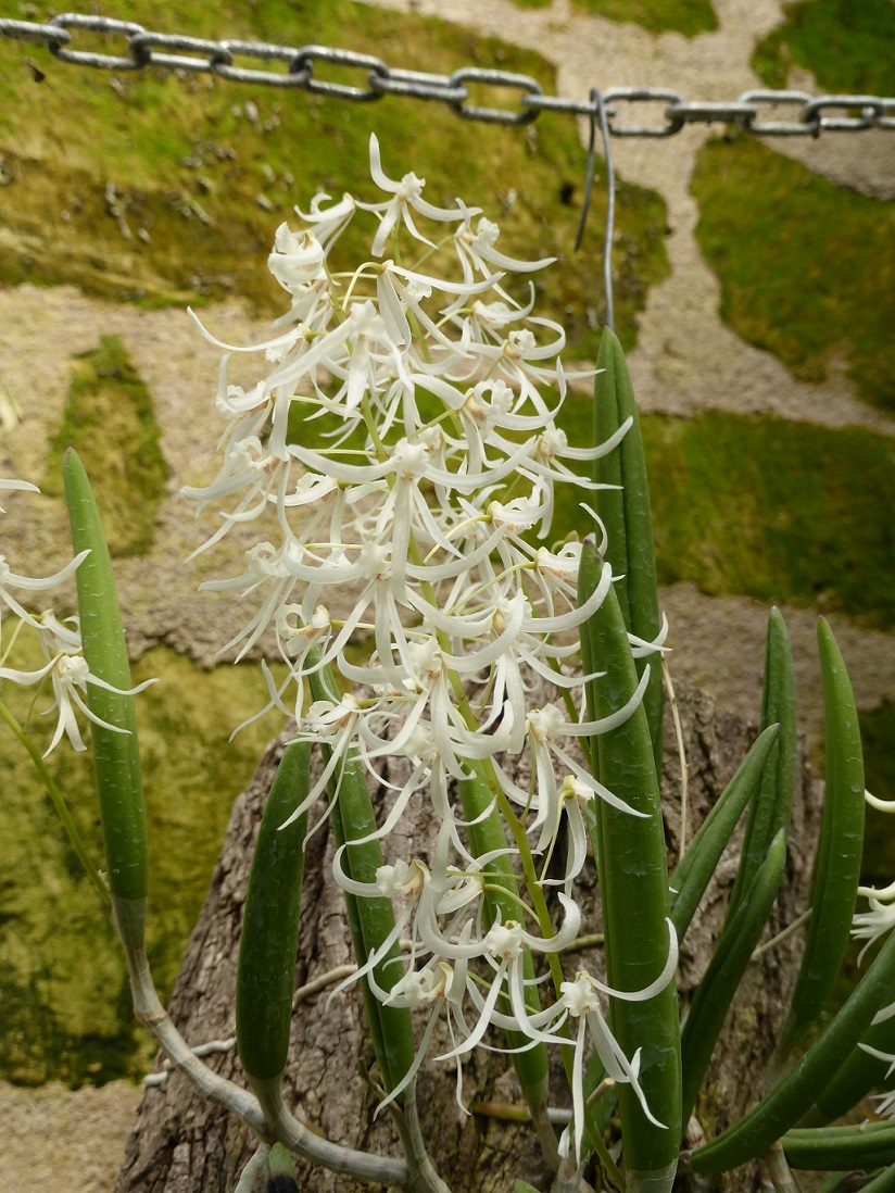 Dendrobium wassellii P1210013