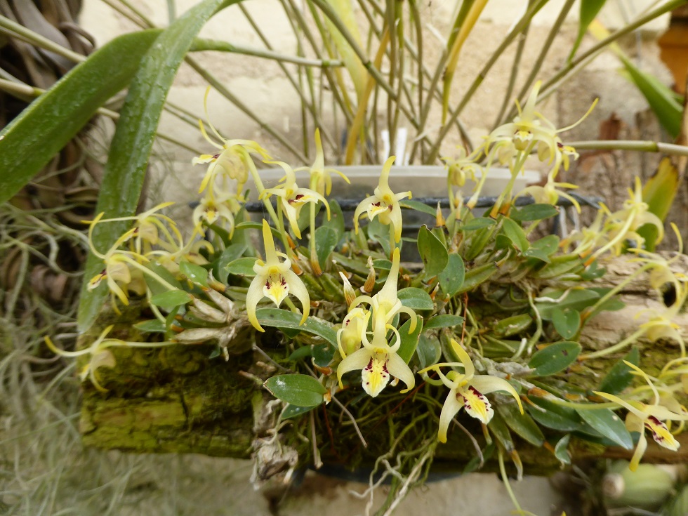  Dendrobium chrysotropis P1210211