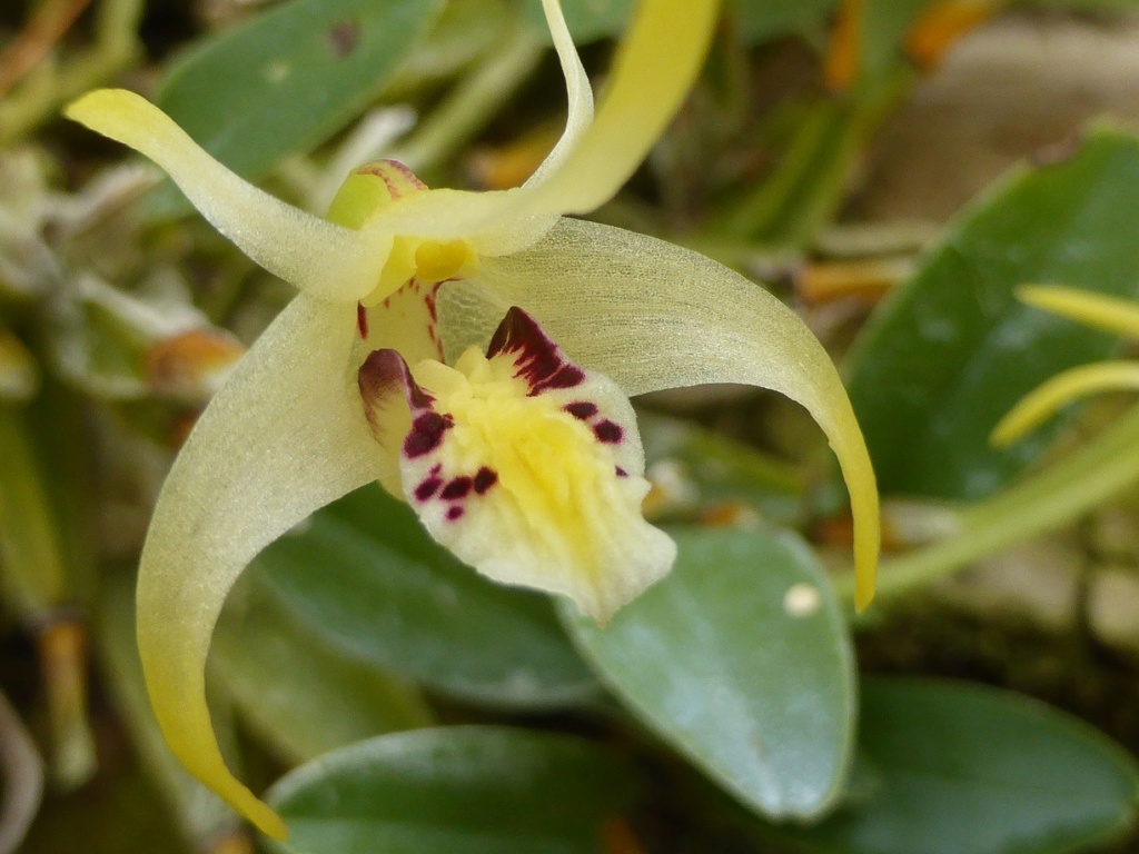  Dendrobium chrysotropis P1210212