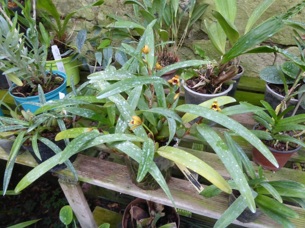 Maxillaria variabilis P1210813