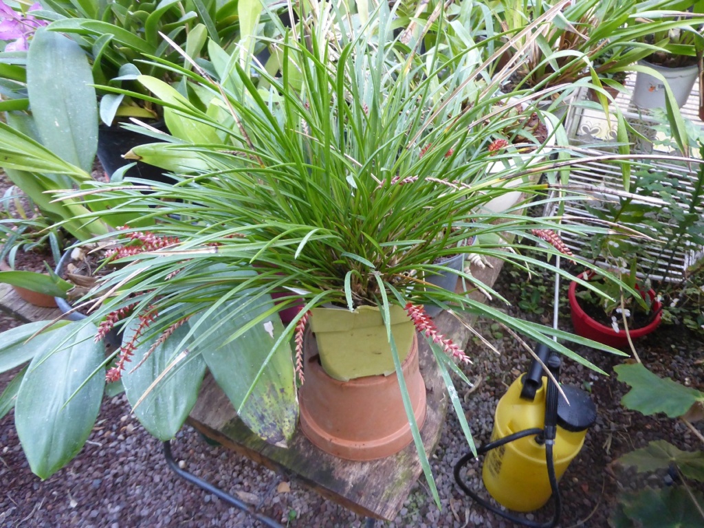 Dendrochilum wenzelii P1210824