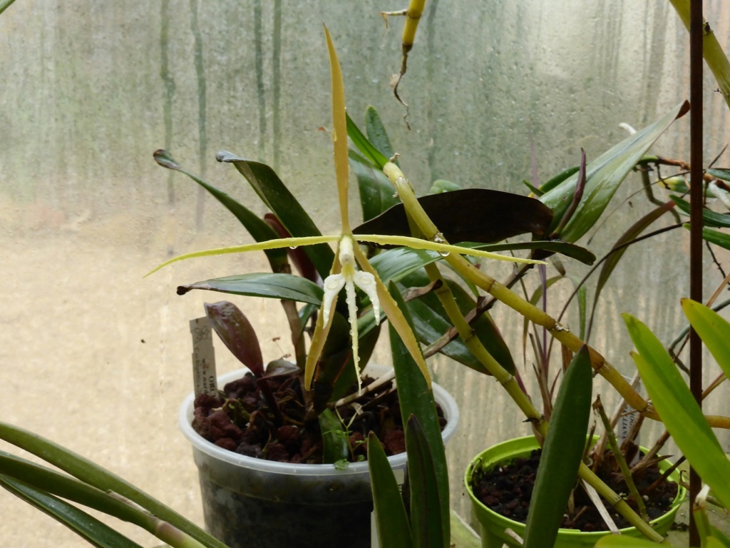 Epidendrum nocturnum P1210923