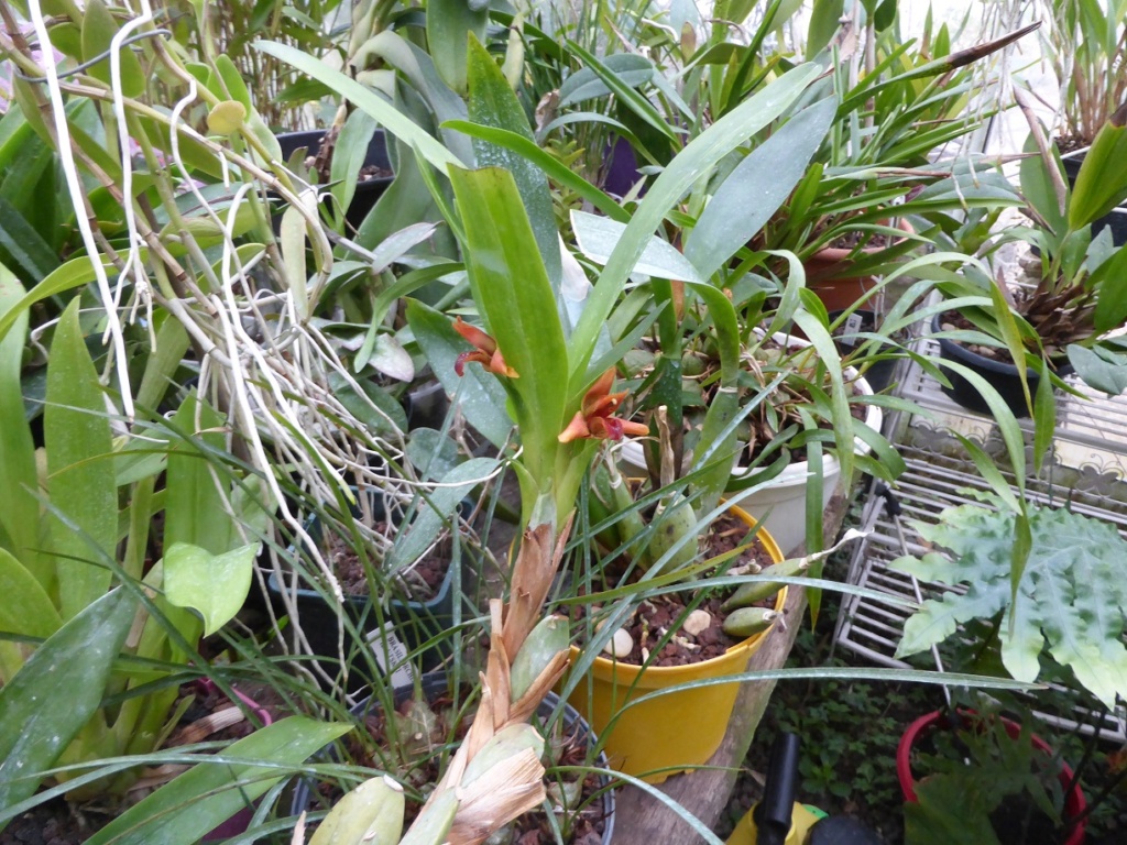 Maxillaria elatior P1210928