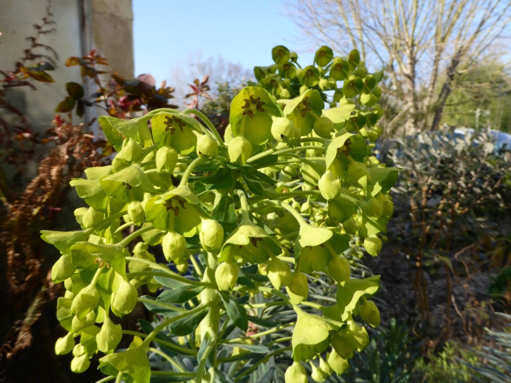 Euphorbia characias P1220020