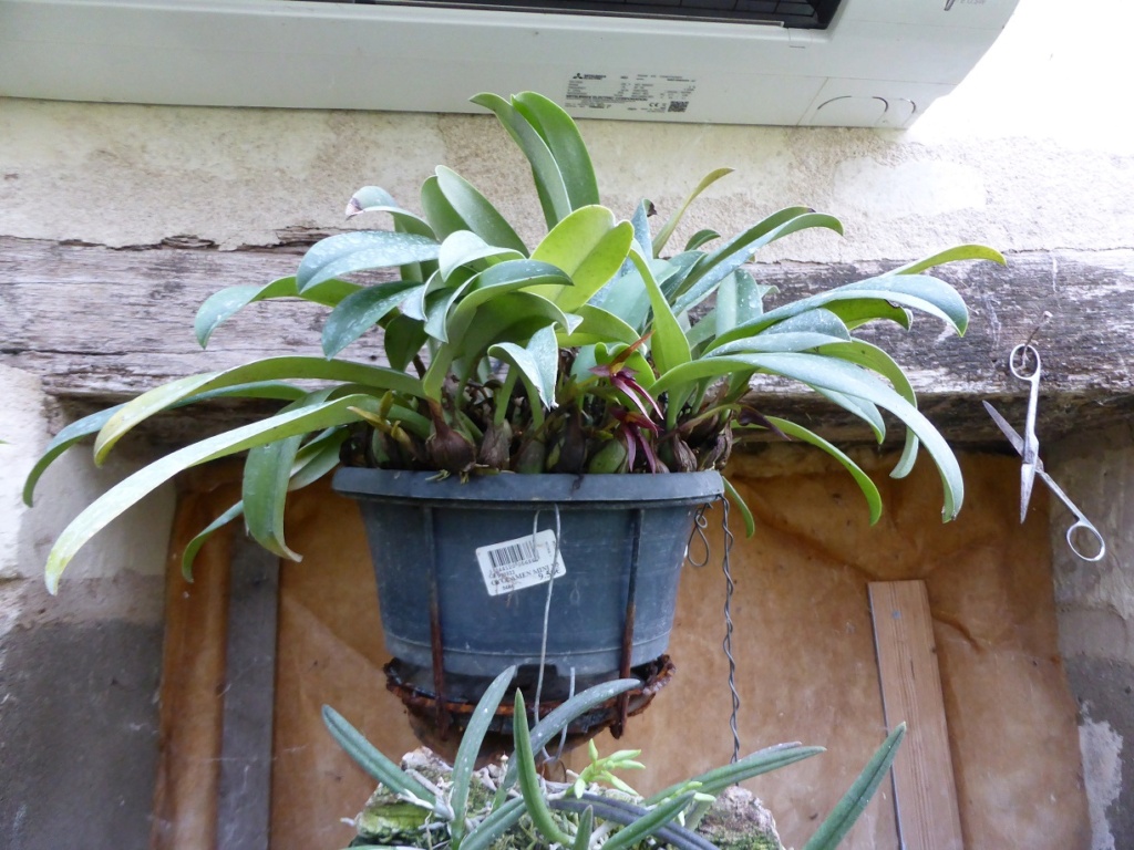 Bulbophyllum nymphopolitanum P1220113