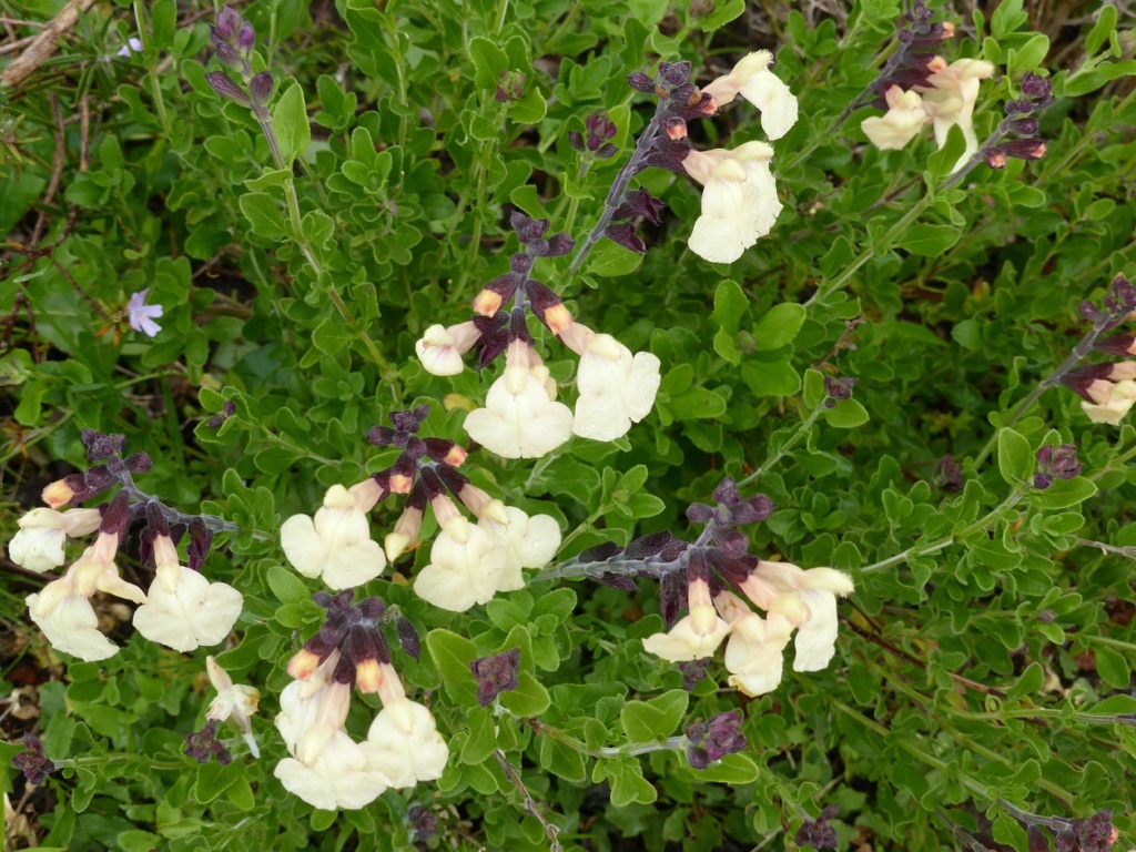Salvia microphylla Lutea P1220326