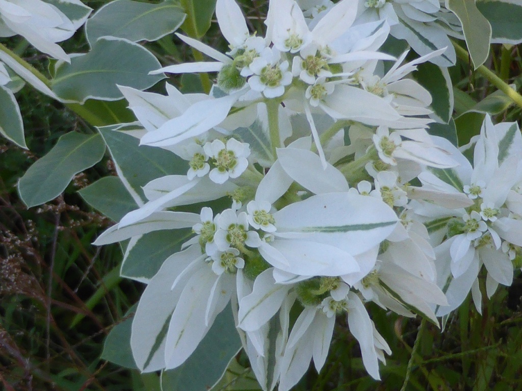 Euphorbia marginata P1220628