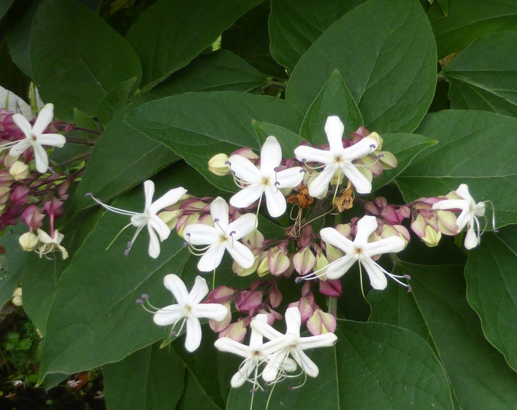 Clerodendrum trichotomum P1220631
