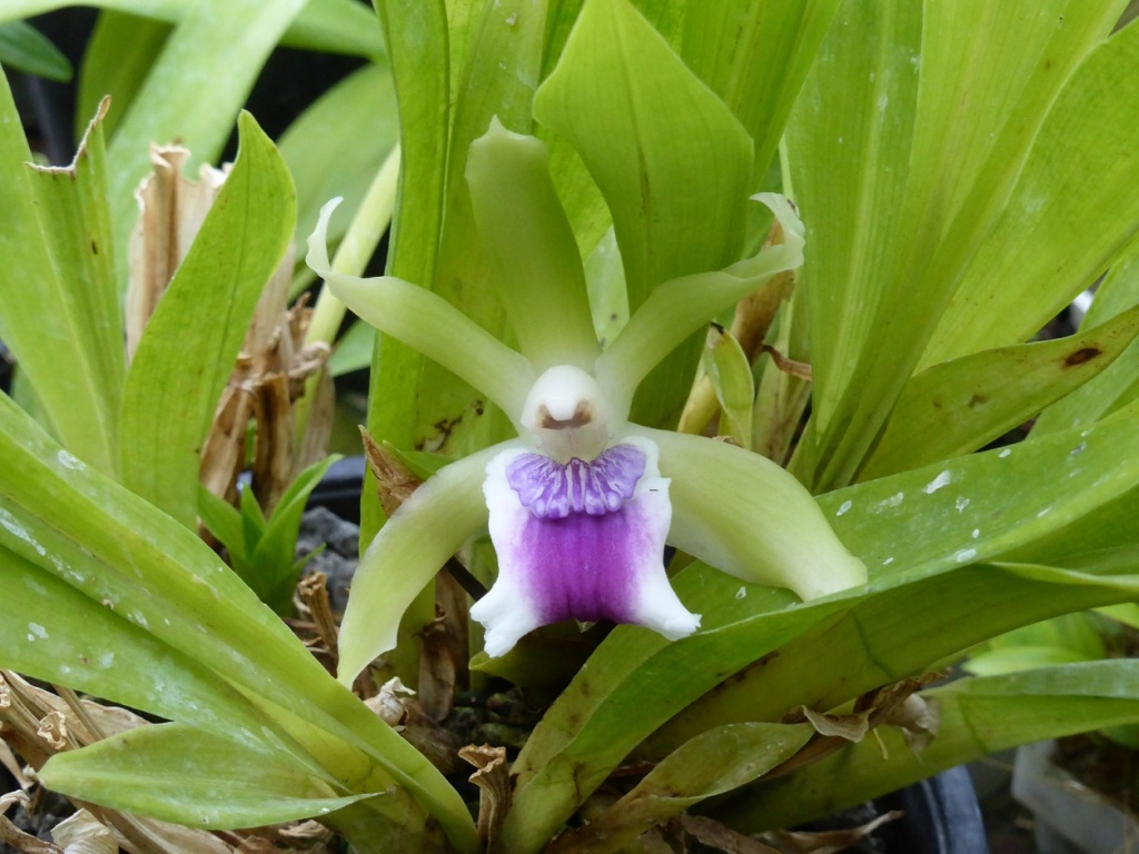 Cochleanthes aromatica P1220639