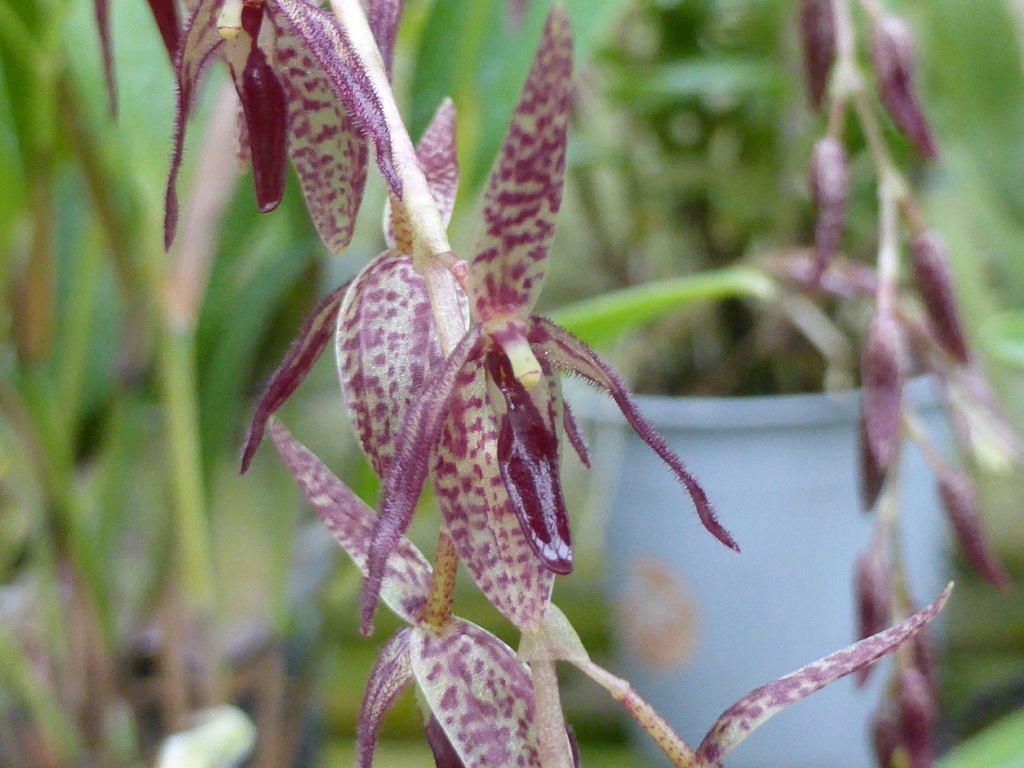 Pleurothallis schweinfurthii P1220811